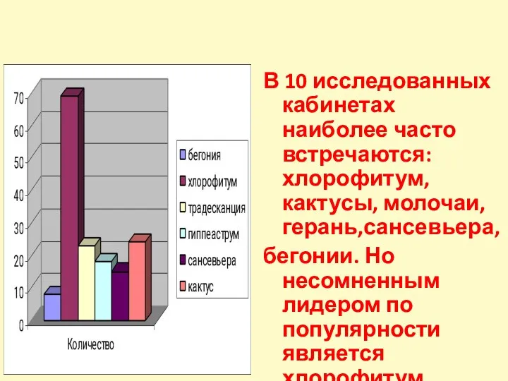 В 10 исследованных кабинетах наиболее часто встречаются: хлорофитум, кактусы, молочаи,