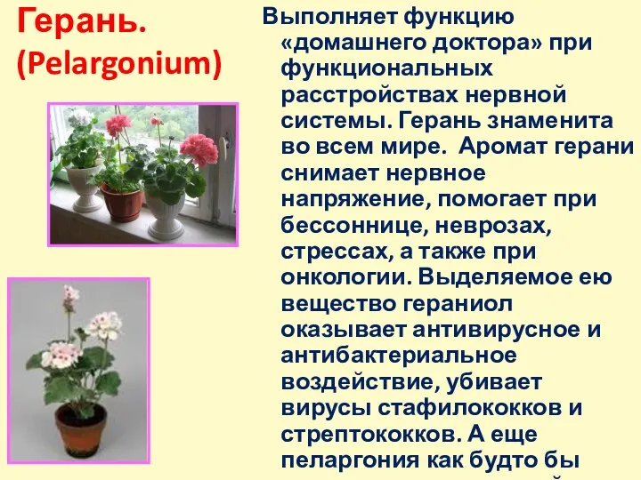 Герань. (Pelargonium) Выполняет функцию «домашнего доктора» при функциональных расстройствах нервной