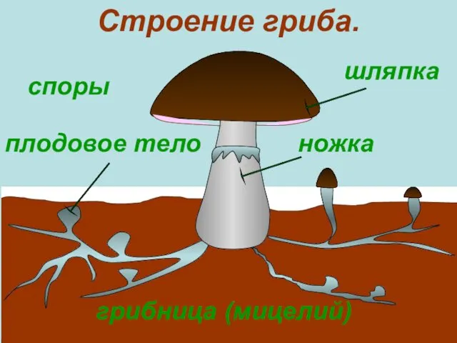 шляпка грибница (мицелий) плодовое тело ножка Строение гриба. споры