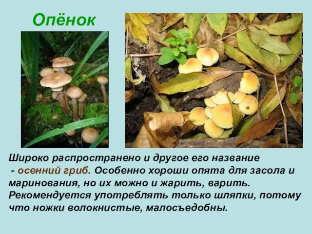 Опёнок Широко распространено и другое его название - осенний гриб. Особенно хороши опята