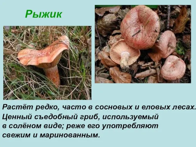Рыжик Растёт редко, часто в сосновых и еловых лесах. Ценный съедобный гриб, используемый