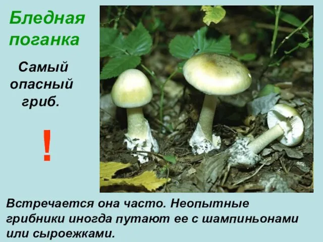 Бледная поганка Самый опасный гриб. Встречается она часто. Неопытные грибники иногда путают ее
