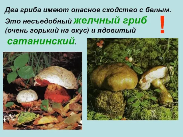 Два гриба имеют опасное сходство с белым. Это несъедобный желчный гриб (очень горький