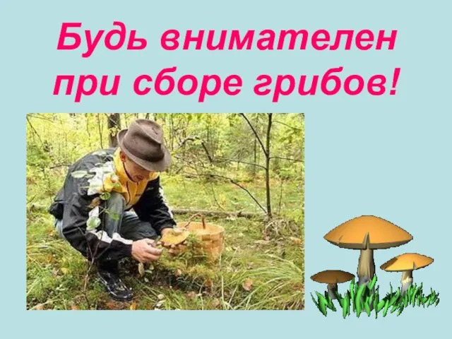 Будь внимателен при сборе грибов!