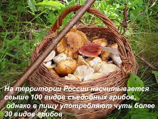 На территории России насчитывается свыше 100 видов съедобных грибов, однако в пищу употребляют