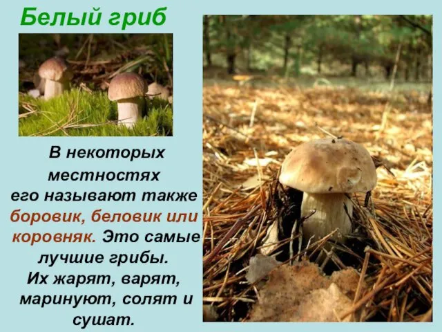 Белый гриб В некоторых местностях его называют также боровик, беловик или коровняк. Это
