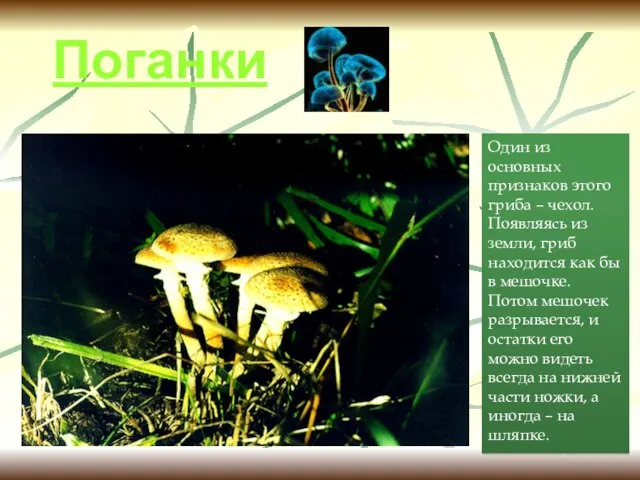 Поганки Один из основных признаков этого гриба – чехол. Появляясь из земли, гриб