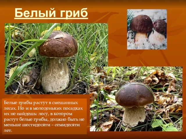 Белый гриб Белые грибы растут в смешанных лесах. Но и