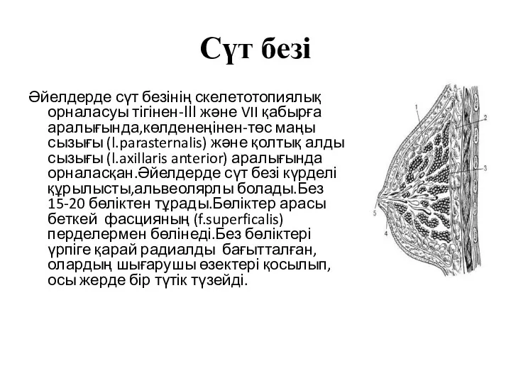 Сүт безі Әйелдерде сүт безінің скелетотопиялық орналасуы тігінен-ІІІ және VII