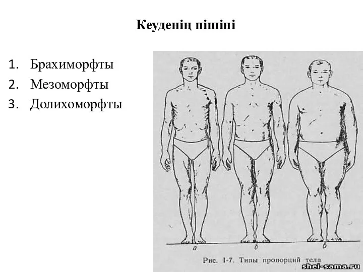 Кеуденің пішіні Брахиморфты Мезоморфты Долихоморфты