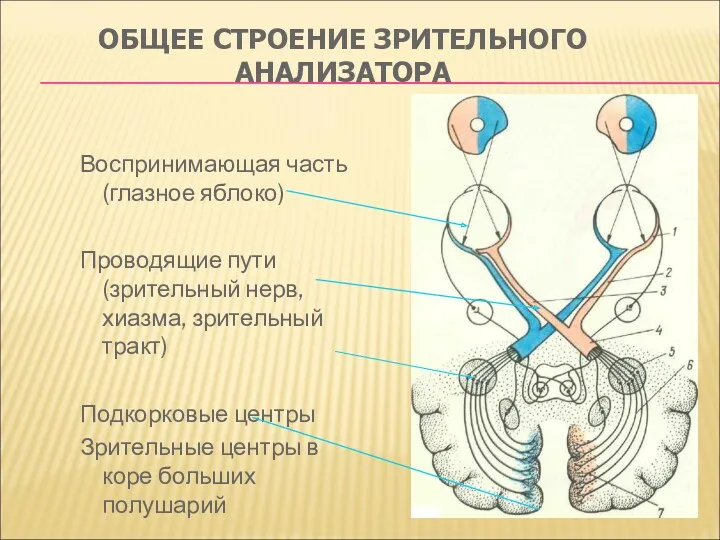 ОБЩЕЕ СТРОЕНИЕ ЗРИТЕЛЬНОГО АНАЛИЗАТОРА Воспринимающая часть (глазное яблоко) Проводящие пути