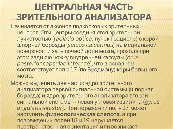 ЦЕНТРАЛЬНАЯ ЧАСТЬ ЗРИТЕЛЬНОГО АНАЛИЗАТОРА Начинается от аксонов подкорковых зрительных центров.