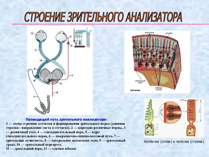 СТРОЕНИЕ ЗРИТЕЛЬНОГО АНАЛИЗАТОРА Проводящий путь зрительного анализатора: 1 — схема