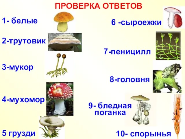 1- белые 2-трутовик 3-мукор 4-мухомор 5 грузди 6 -сыроежки 7-пеницилл