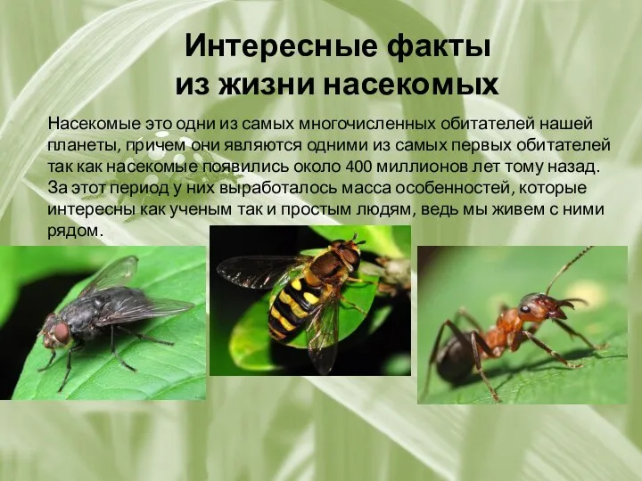 Интересные факты из жизни насекомых Насекомые это одни из самых