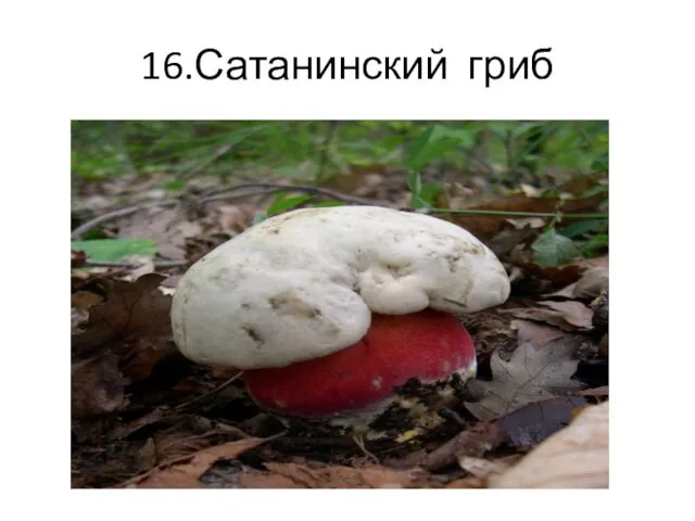 16.Сатанинский гриб