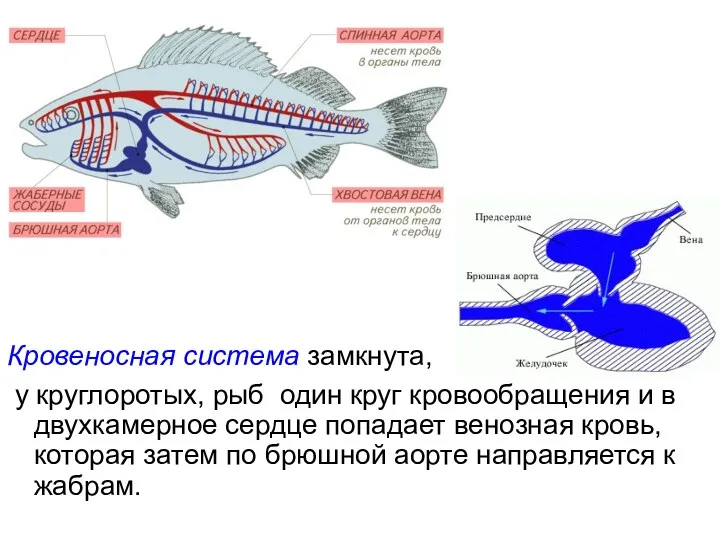 Кровеносная система замкнута, у круглоротых, рыб один круг кровообращения и