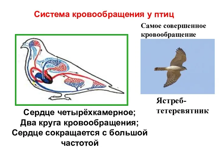 Система кровообращения у птиц Сердце четырёхкамерное; Два круга кровообращения; Сердце