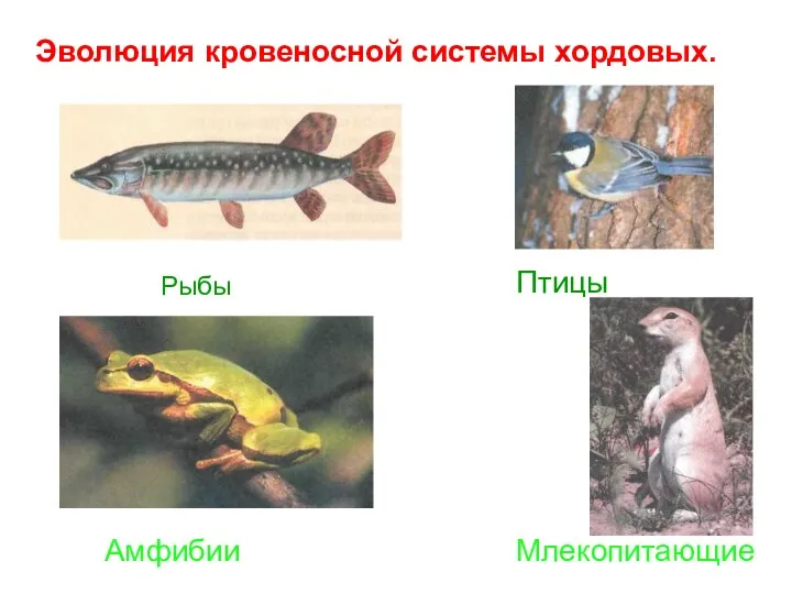 Эволюция кровеносной системы у животных. Рыбы Амфибии Птицы Млекопитающие Эволюция кровеносной системы хордовых.