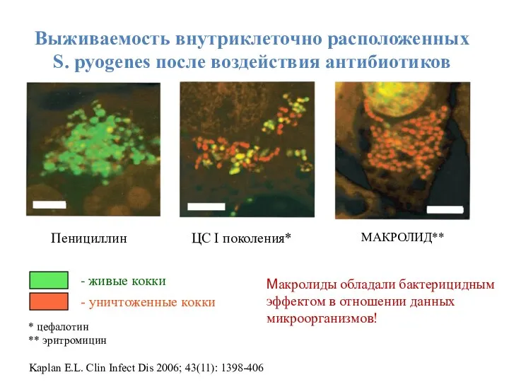 Выживаемость внутриклеточно расположенных S. pyogenes после воздействия антибиотиков Пенициллин ЦС