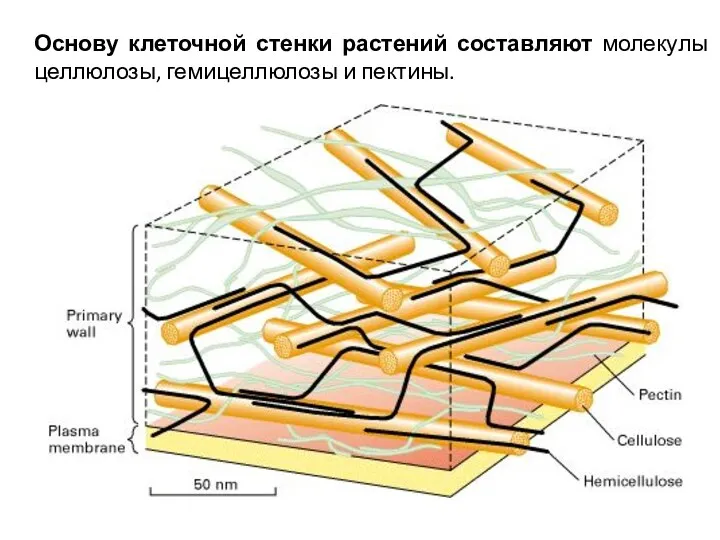 Основу клеточной стенки растений составляют молекулы целлюлозы, гемицеллюлозы и пектины.