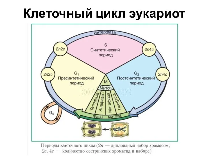 Клеточный цикл эукариот