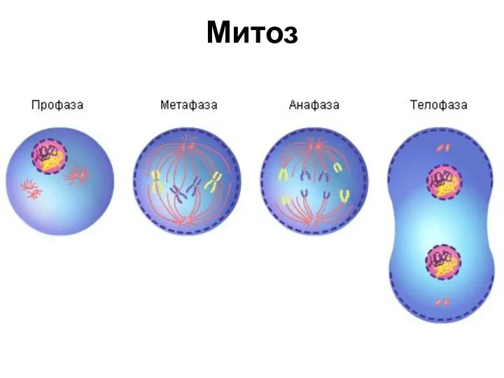 Митоз