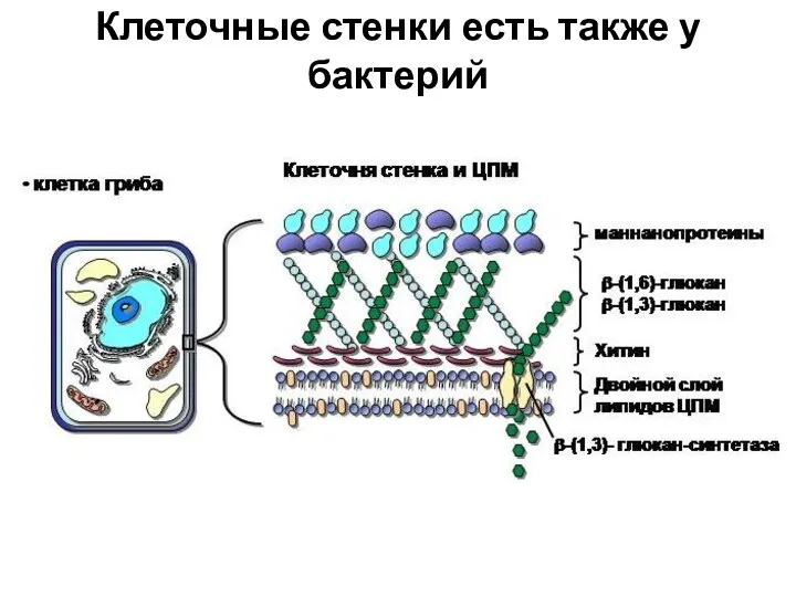 Клеточные стенки есть также у бактерий