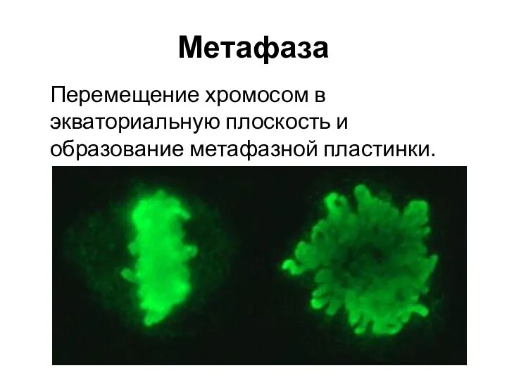 Метафаза Перемещение хромосом в экваториальную плоскость и образование метафазной пластинки.