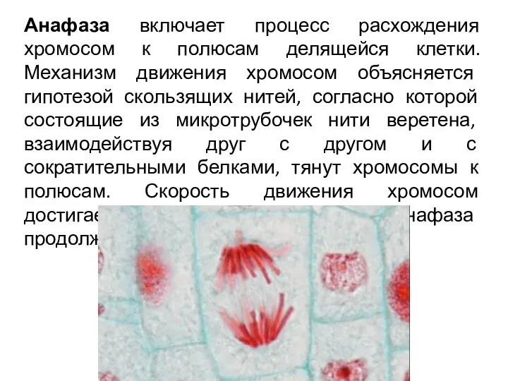 Анафаза включает процесс расхождения хромосом к полюсам делящейся клетки. Механизм