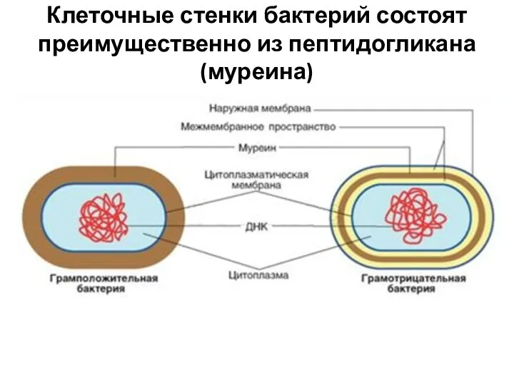 Клеточные стенки бактерий состоят преимущественно из пептидогликана (муреина)