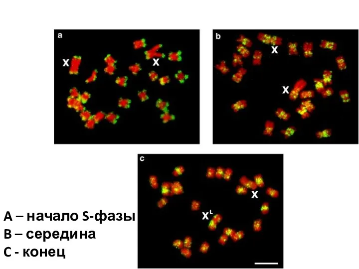 A – начало S-фазы B – середина C - конец