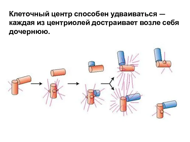 Клеточный центр способен удваиваться — каждая из центриолей достраивает возле себя дочернюю.