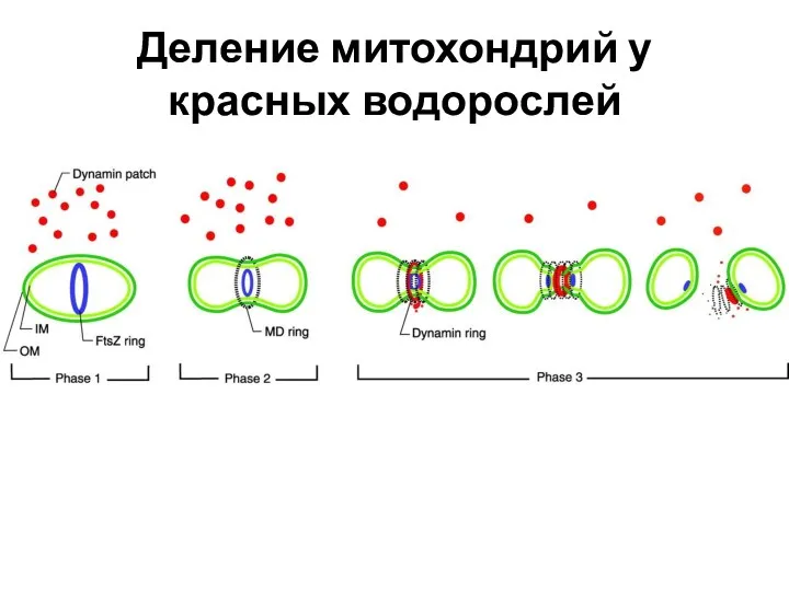 Деление митохондрий у красных водорослей