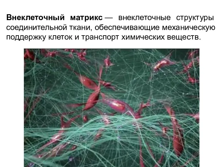 Внеклеточный матрикс — внеклеточные структуры соединительной ткани, обеспечивающие механическую поддержку клеток и транспорт химических веществ.