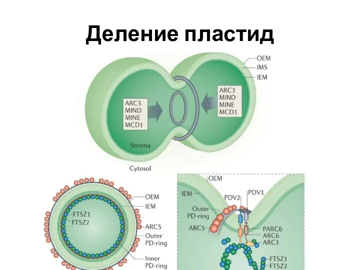 Деление пластид