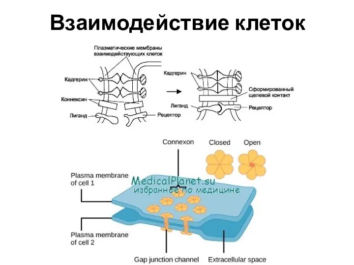 Взаимодействие клеток