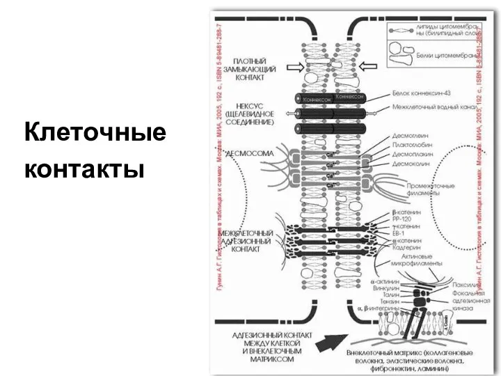 Клеточные контакты