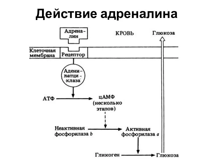 Действие адреналина