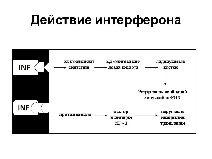 Действие интерферона