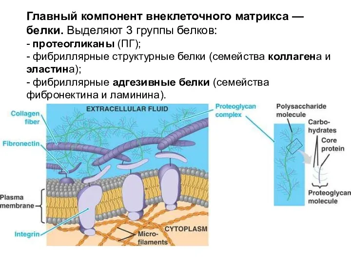 Главный компонент внеклеточного матрикса — белки. Выделяют 3 группы белков: