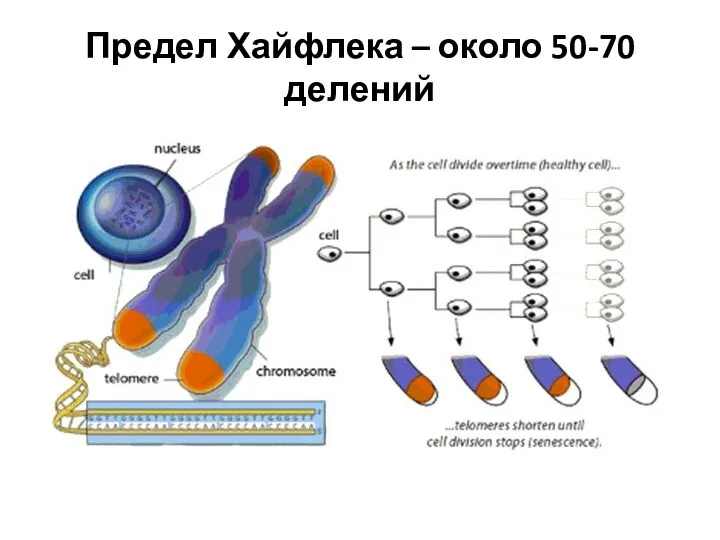 Предел Хайфлека – около 50-70 делений