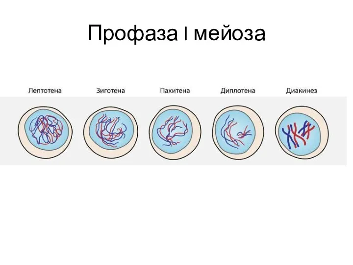 Профаза I мейоза