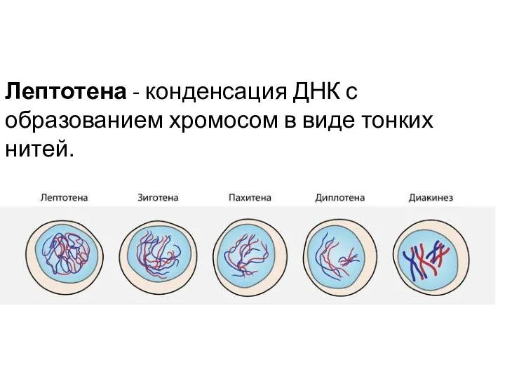 Лептотена - конденсация ДНК с образованием хромосом в виде тонких нитей.