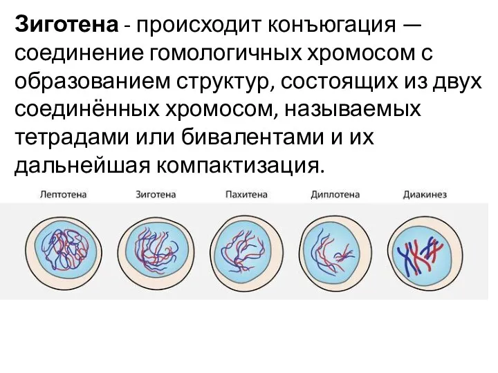 Зиготена - происходит конъюгация — соединение гомологичных хромосом с образованием