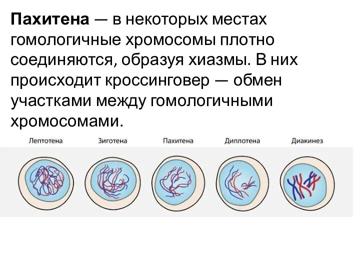 Пахитена — в некоторых местах гомологичные хромосомы плотно соединяются, образуя