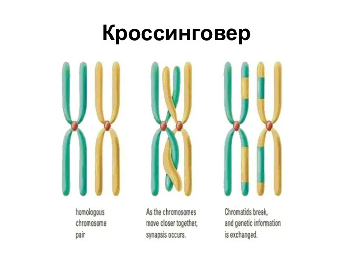 Кроссинговер