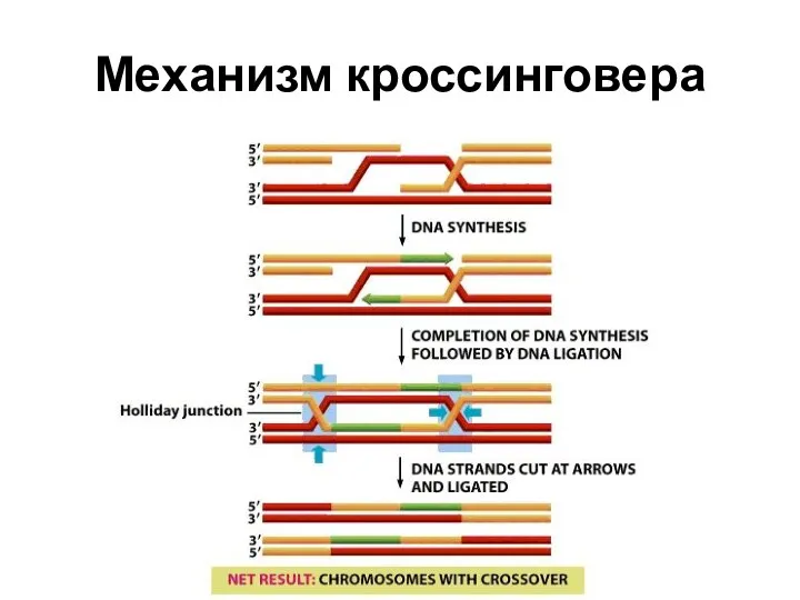 Механизм кроссинговера