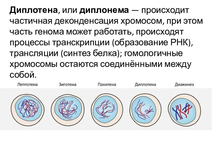 Диплотена, или диплонема — происходит частичная деконденсация хромосом, при этом