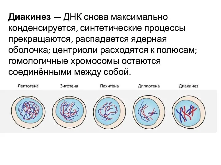 Диакинез — ДНК снова максимально конденсируется, синтетические процессы прекращаются, распадается